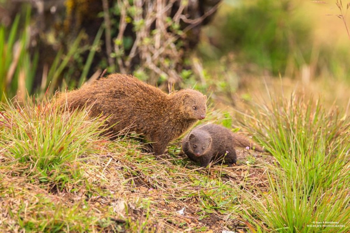 1 Civets and Mongoose